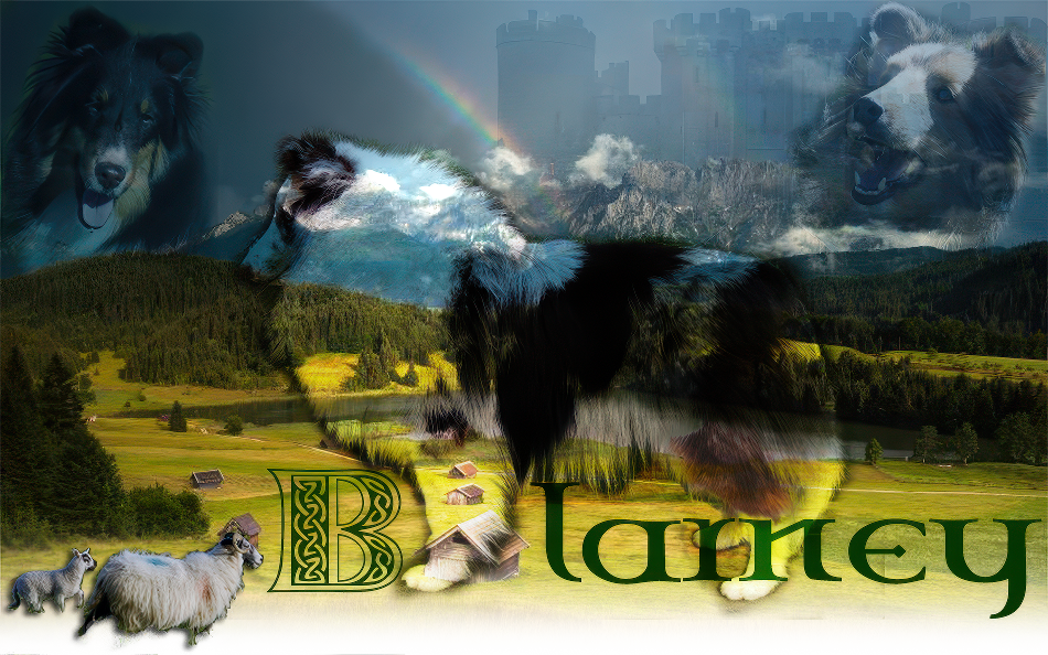 Blarney Kennels header image